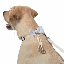 Budget ๐ฅ White Ring Bearer ๐ Dog Collar and Leash ๐ฏ 6 Budget ๐ฅ White Ring Bearer ๐ Dog Collar and Leash ๐ฏ -Occasions Sales white ring bearer dog collar and leash13781747 a01